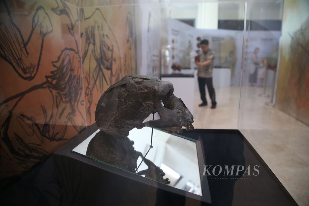 Fosil <i>Homo Erectus</i> dipamerkan dalam Pameran ASOI: Asal-usul Orang Indonesia, di Museum Nasional, Jakarta, Selasa (15/10/2019). Pameran berisi pemetan terhadap asal-asul orang Indonesia melalui tes <i>Deoxyribonucleic acid</i> (DNA). Indonesia memiliki lebih dari 700 bahasa dan 500 populasi etnik dengan budaya beragam. Pameran berlangsung hingga 10 November 2019.