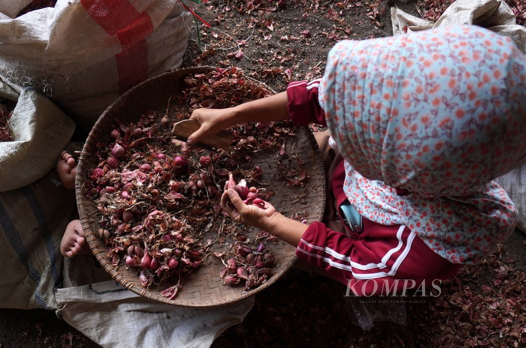 Petani menyortir bawang merah panenannya di sentra bawang merah Desa Padasugih, Kecamatan Brebes, Kabupaten Brebes, Jawa Tengah, Sabtu (19/12/2020). Tak hanya sebagian hasil panennya yang rusak, harga bawang merah konde basah di tingkat petani hanya Rp 10.000-Rp 12.000 per kilogram. Normalnya, harga bawang merah konde basah Rp 15.000 per kilogram.