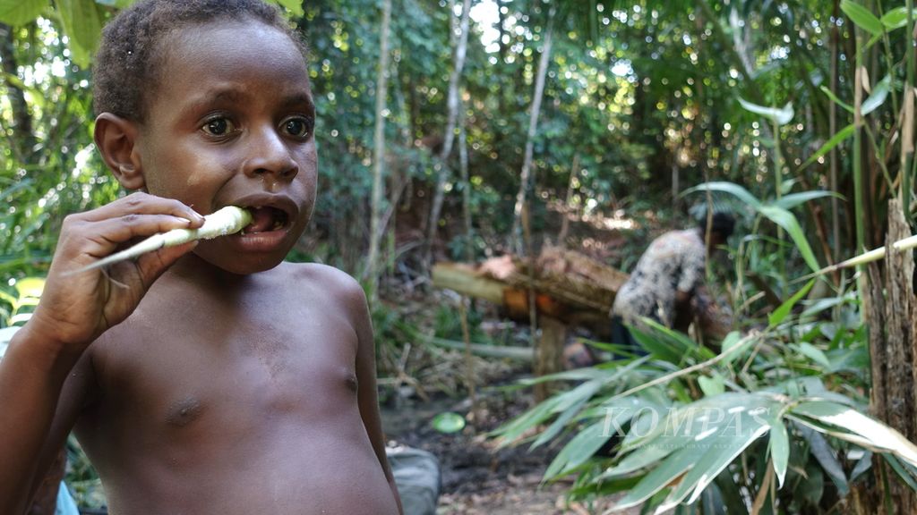 Seorang anak bernama Solomon tengah makan tunas atau anakan bambu hutan di Distrik Animha, Kabupaten Merauke, Papua, Jumat (11/11/2022). 