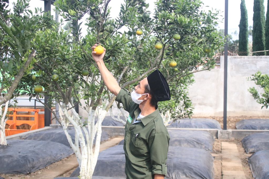 The garden manager of the Al-Ittifaq Islamic Boarding School Anwar Mustiawan observes citrus fruits in the pesantren's greenhouse, Rancabali District, Bandung Regency, West Java, Tuesday (22/3/2022).).