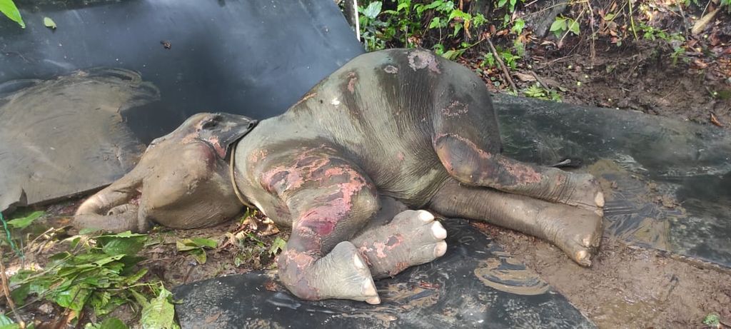 Gajah sumatera betina bernama Eropa (8) yang lumpuh setelah terperosok dirawat di Unit Tanggap Konservasi (CRU) Tangkahan, Kabupaten Langkat, Sumatera Utara, Sabtu (15/4/2023). Eropa akhirnya mati pada Minggu (30/4/2023) setelah dirawat selama 20 hari.