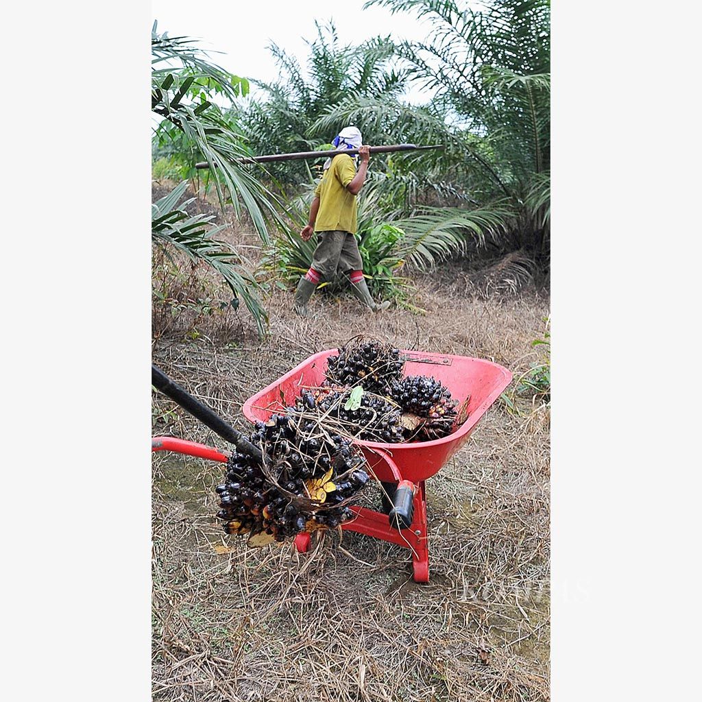 Petani mengumpulkan kelapa sawit yang telah dipetik di salah satu perkebunan kelapa sawit Desa Namang, Kecamatan Namang, Kabupaten Bangka Tengah, Bangka Belitung, Selasa (14/3). Kelapa sawit disetor petani kepada pengepul dengan harga saat ini mencapai Rp 1.300 per kilogram.