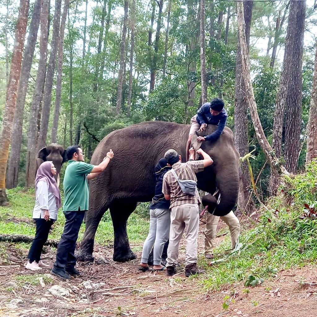 Petugas memeriksa Dwiki (43), gajah sumatera jinak yang sakit, di Kamp Konservasi Gajah Aek Nauli (Aek Nauli Elephant Conservation Camp/ANECC) di Kabupaten Simalungun, Februari 2023. Gajah itu akhirnya mati karena tidak makan akibat infeksi di wajah. 