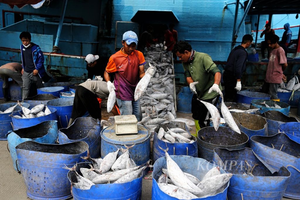 Pekerja memisahkan tongkol yang baru keluar dari lambung kapal pencari ikan berdasarkan ukurannya di Pelabuhan Perikanan Samudera Nizam Zachman, Muara Baru, Jakarta Utara, Rabu (15/12/2021).