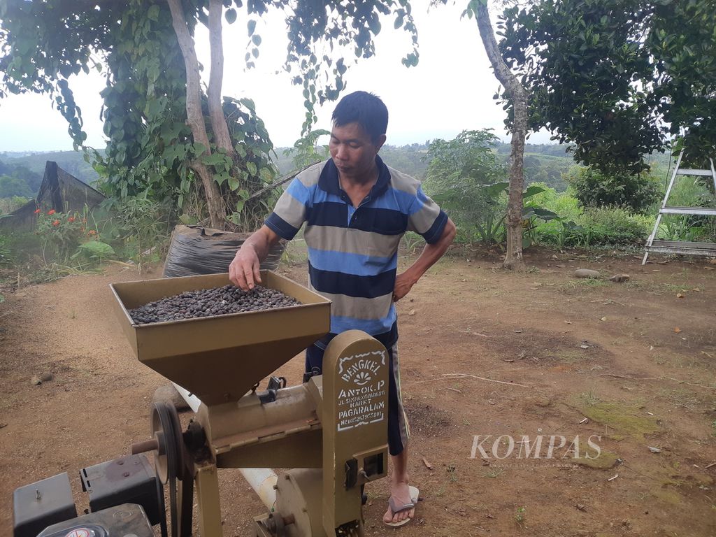 Petani kopi di Dusun IV, Desa Cahaya Alam, Kecamatan Semende Darat Ulu, Kabupaten Muara Enim, Sumatera Selatan, mengupas biji kopi, Selasa (19/7/2022). Kopi menjadi salah satu komoditas unggulan di desa ini. Bahkan, biji kopi dipasarkan hingga ke luar Sumsel dan luar negeri.