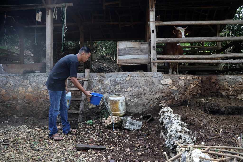 Kepala Dusun Jati Sugeng Ari Susanto menyiramkan air yang dicampur formalin untuk mencegah penularan Antraks di kandang sapi miliknya di Desa Candirejo, Semanu, Gunung Kidul, DI Yogyakarta, Kamis (6/7/2023). 