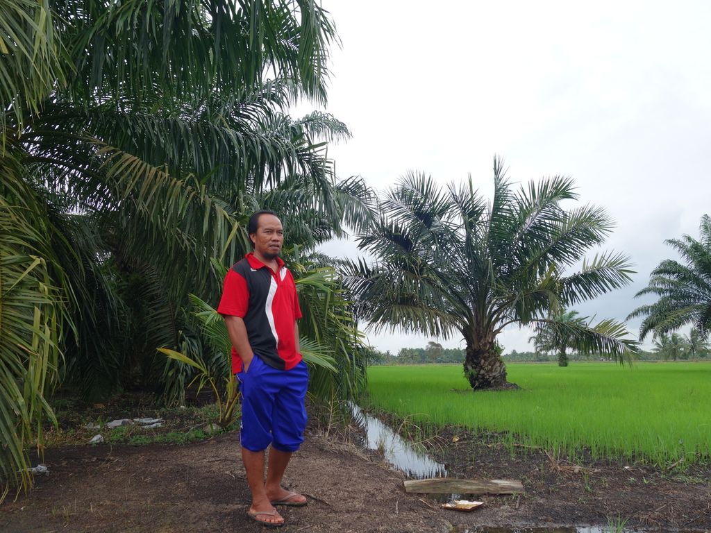 Muklis Suryadi (38), Petani Banyuasin, Sumatera Selatan, di sawah yang tengah ia persiapkan beralih ke sawit akhir musim tanam ini, pada Desember 2021 lalu. Dengan kondisi pupuk bersubsidi yang semakin terbatas, ia menilai sawit akan lebih menguntungkan.