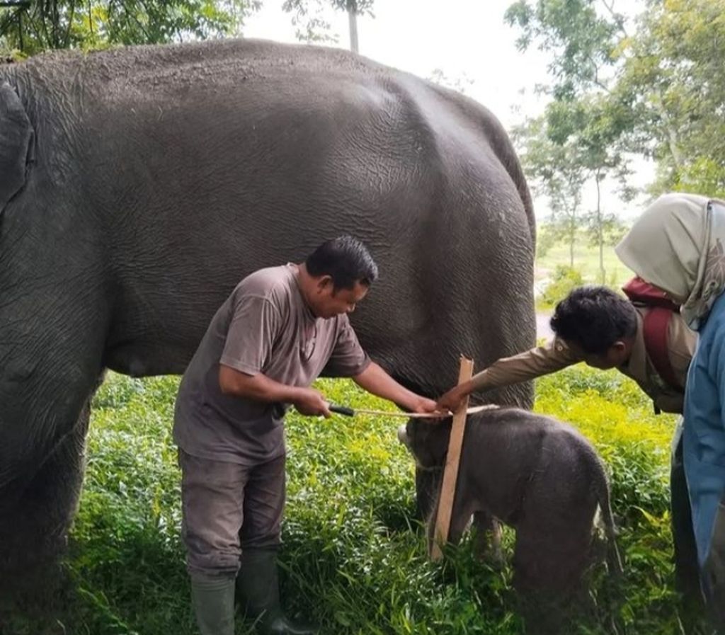 Tim paramedis mengukur tubuh gajah yang baru lahir pada Senin (26/2/2024). Populasi gajah di TNWK terus bertambah dengan adanya kelahiran bayi gajah.