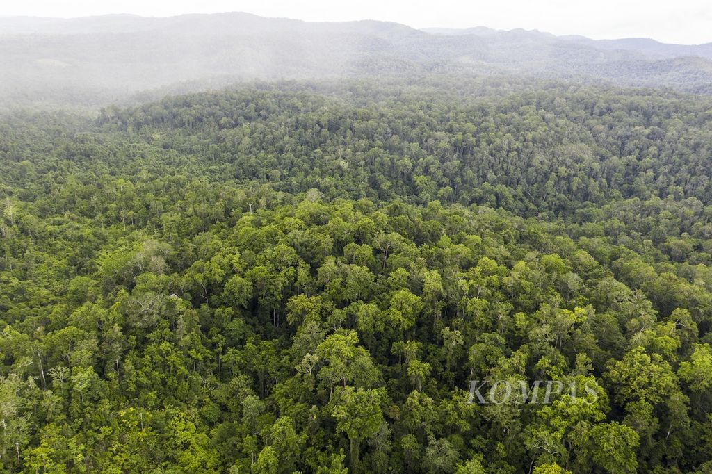 Kawasan hutan adat milik Kampung Aib, Distrik Kemtuk, Kabupaten Jayapura, yang masih terjaga kelestariannya, Sabtu (4/12/2021).