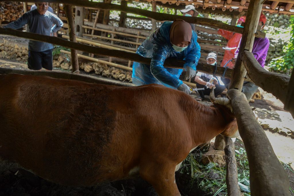 Petugas menyuntikkan vaksin antraks pada tubuh sapi ternak di Desa Dadapayu, Kecamatan Semanu, Kabupaten Gunungkidul, DI Yogyakarta, Rabu (22/1/2020). 