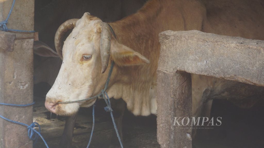 Kondisi sapi yang mengalami gejala penyakit mulut dan kuku di Kecamatan Mojosongo, Kabupaten Boyolali, Jateng, Jumat (13/5/2022). Gerak cepat penanganan di daerah tersebut membuat kondisi penularan bisa ditekan. Peternak mempunyai kesadaran melaporkan gejala yang dialami ternak-ternaknya.