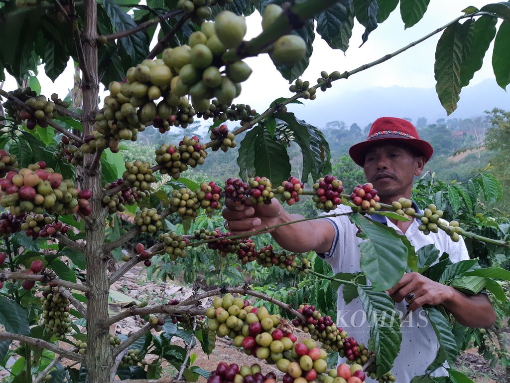 Pohon kopi di kebun demplot yang ada di halaman Sekolah Kopi, Kabupaten Lampung Barat, Lampung, Selasa (4/7/2024). 