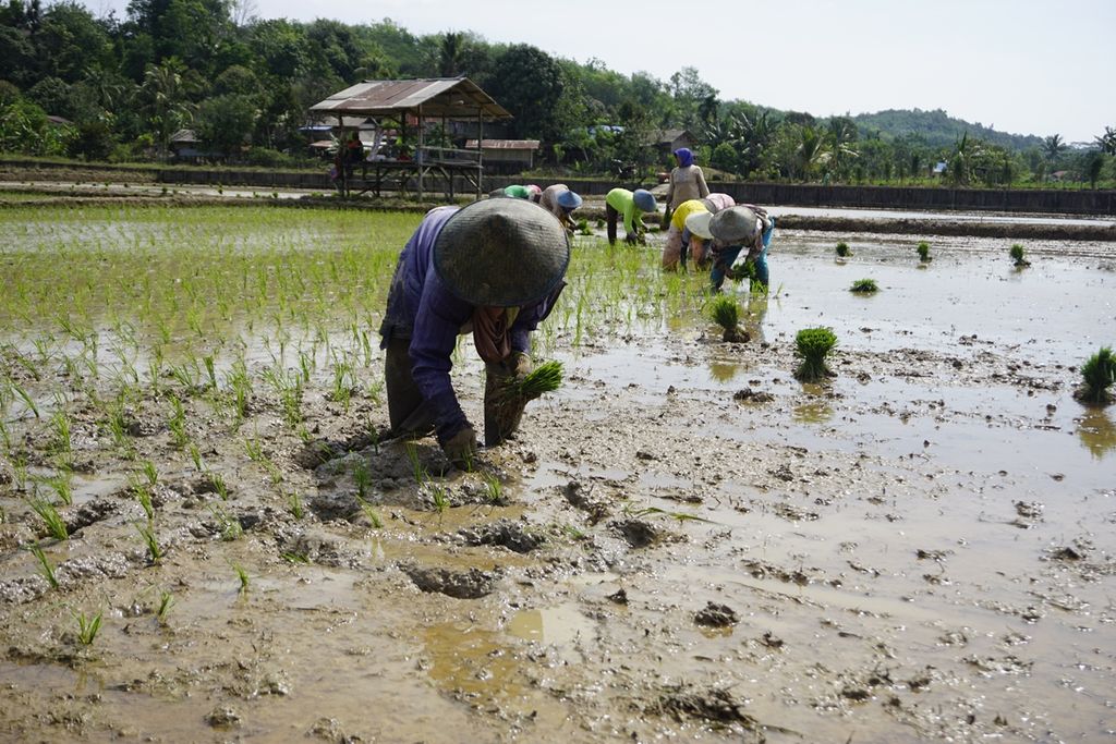 Petani menanam padi di sawah di Desa Karya Jaya, Kecamatan Samboja, Kutai Kartanegara, Kalimantan Timur, Selasa (5/11/2019). 