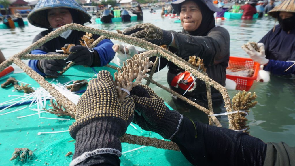 The women who are local residents of Bontosua Island are preparing coral reef fragments to be installed in reef stars, Tuesday (11/7/2023). They are also empowered in the coral reef restoration program.