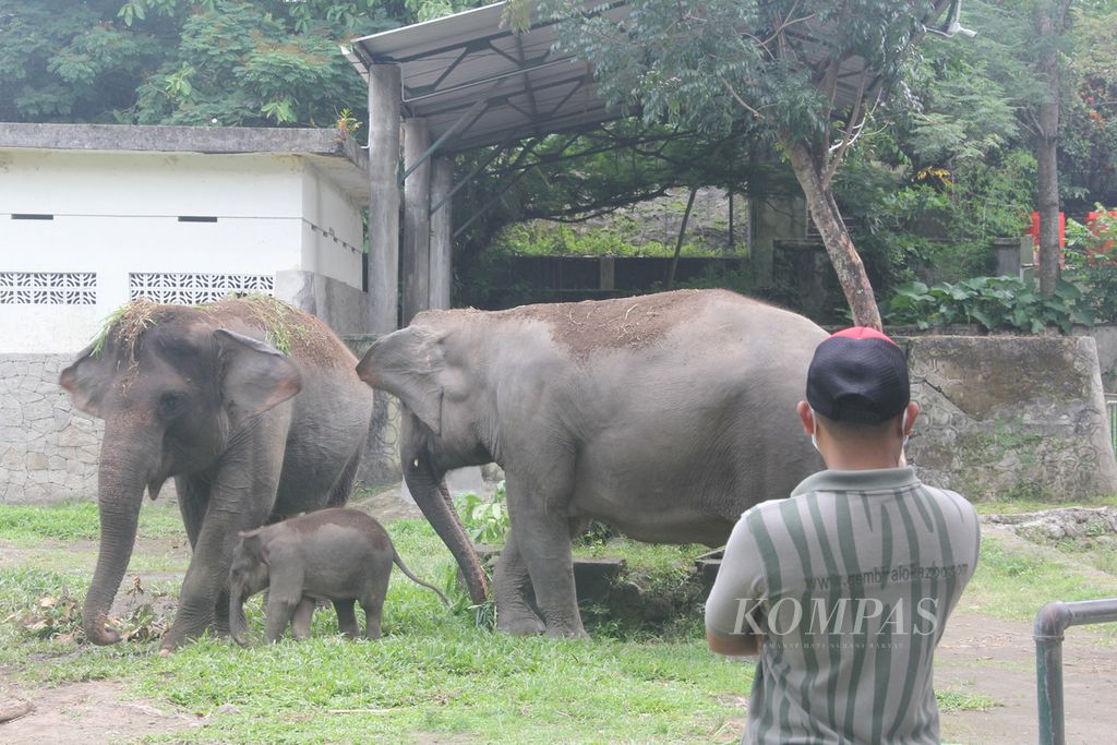 Seorang mahout atau pawang gajah mengawasi tiga gajah yang beraktivitas di dalam kandang yang ada di Kebun Binatang Gembira Loka, Yogyakarta, Senin (18/5/2020). 
