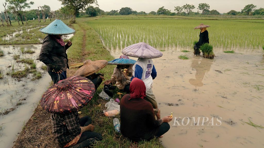 Buruh tani makan bersama sebelum menanam bibit padi berusia 25 hari di Desa Ranca Labuh, Kecamatan Kemiri, Kabupaten Tangerang, Banten, Minggu (16/1/2022). 