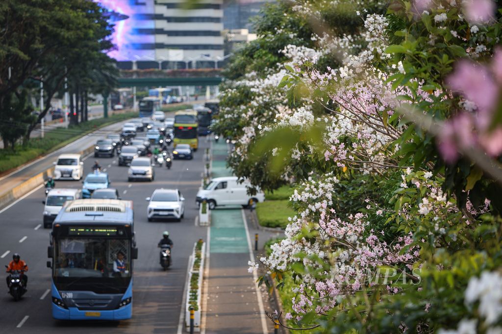 Bunga tabebuya menghiasi Jalan Jenderal Sudirman, Jakarta, Senin (13/11/2023). Bunga tabebuya yang bermekaran turut mempercantik kawasan pedestrian di Jakarta. Warna-warni tabebuya yang mirip dengan bunga sakura seolah menghadirkan nuansa Jepang di Jakarta. 