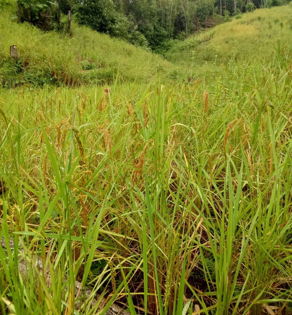 Tanaman padi ladang milik warga di perbatasan Indonesia-Malaysia di Kabupaten Sanggau, Kalimantan Barat, siap untuk dipanen.