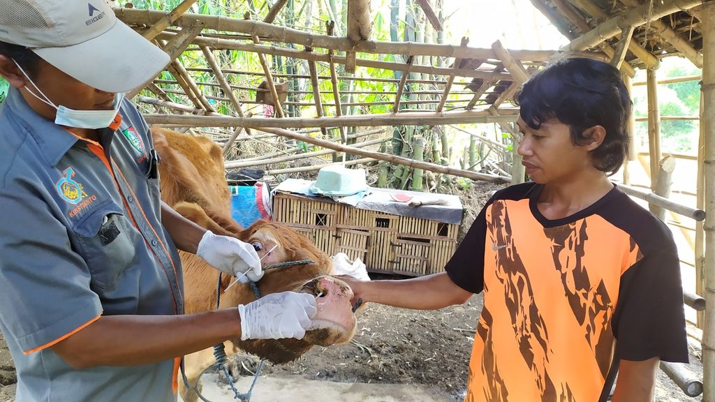 Kristianto, mantri kesehatan hewan di Jombang, Jawa Timur, mengambil sampel air liur sapi, Selasa (21/6/2022). Pengambilan sampel ini dilakukan untuk melacak virus penyakit mulut dan kuku pada hewan tersebut.