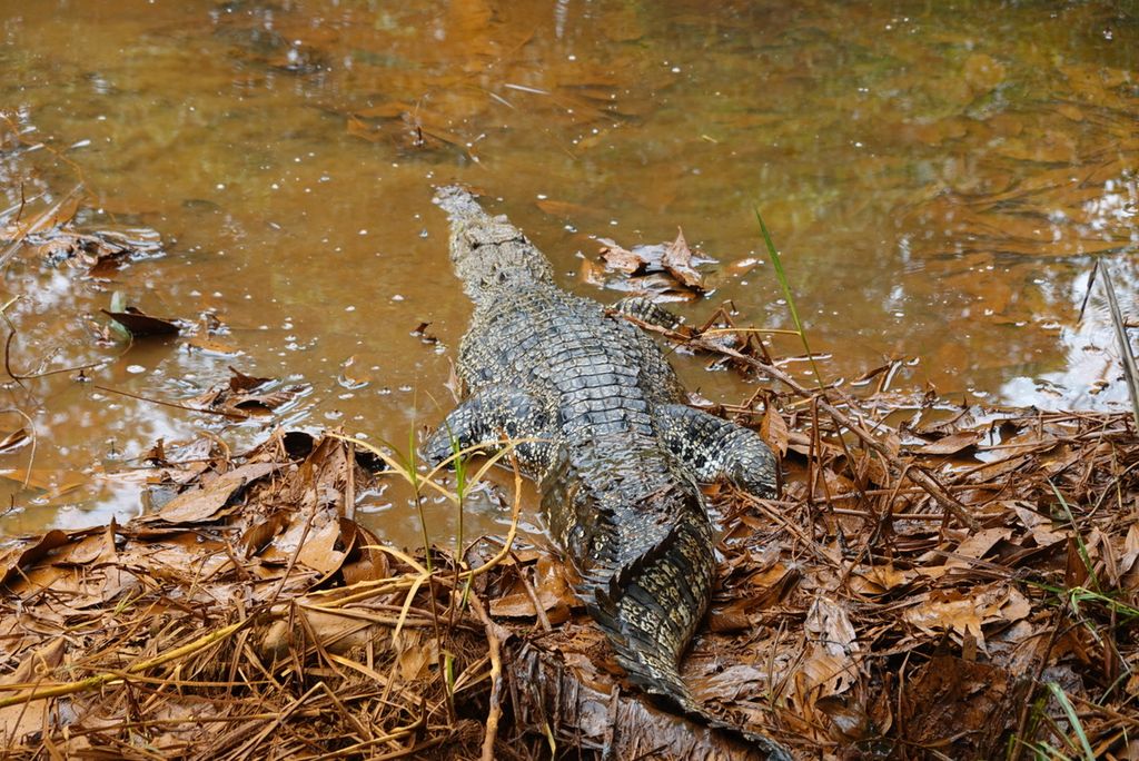 Seekor buaya muara (<i>Crocodylus porosus</i>) dilepasliarkan di Suaka Margasatwa Padang Sugihan, Kabupaten Banyuasin, Sumatera selatan, Selasa (26/7/2023). Satwa ini merupakan hasil serahan dari masyarakat. Sebelum dilepaskan, satwa dilindungi ini melewati sejumlah tahapan termasuk karantina dan pemeriksaan kesehatan.