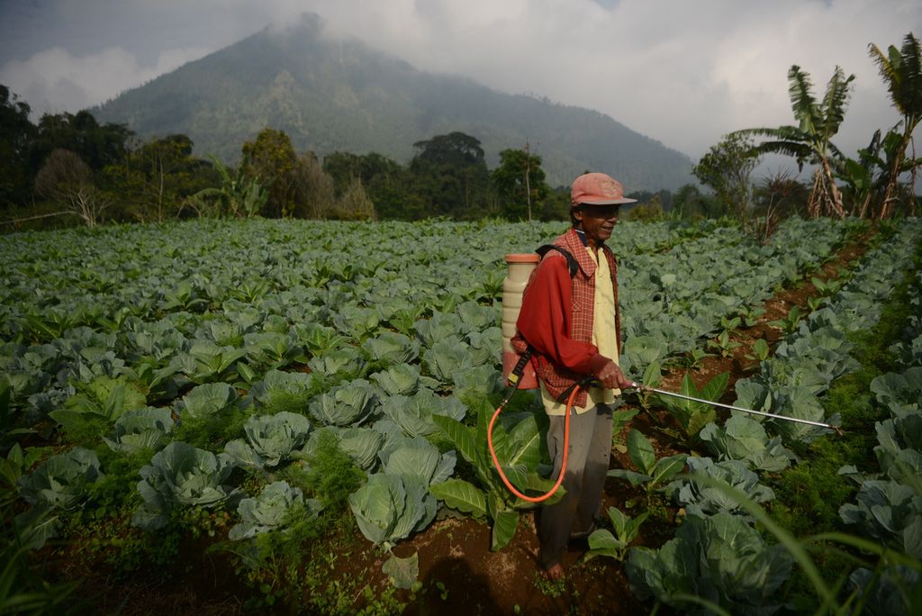 Petani menyemprotkan zat pestisida pada tanaman kubis di Desa Keditan, Ngablak, Magelang, Jawa Tengah, Sabtu (4/7/2020).