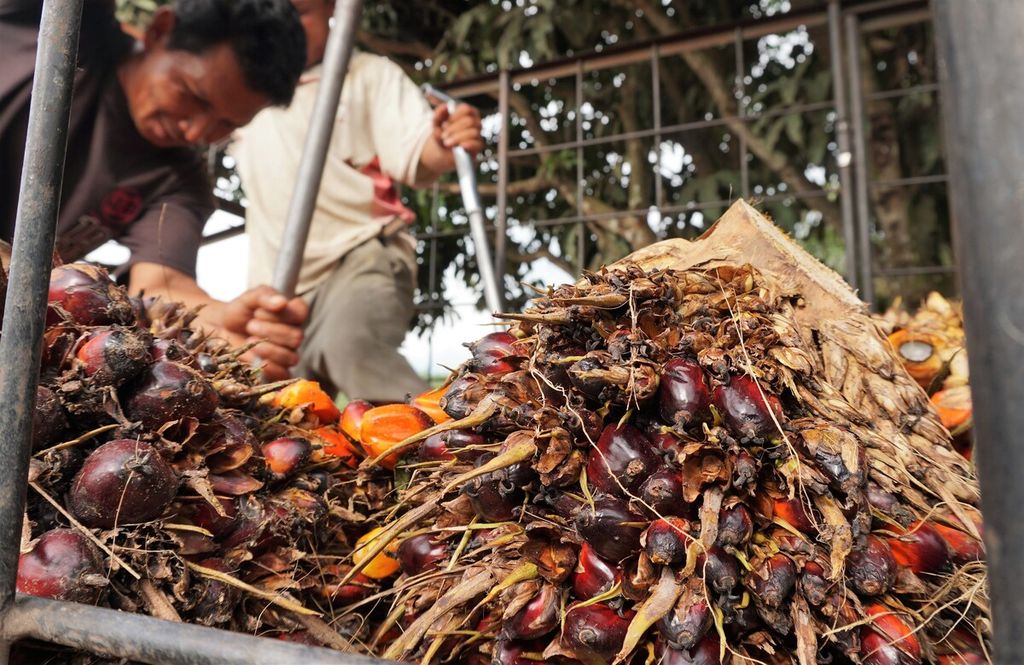 Pekerja memindahkan tandan buah segar kelapa sawit ke dalam truk besar untuk dibawa ke pabrik pengolahan di Muaro Jambi, Rabu (9/11/2022). 