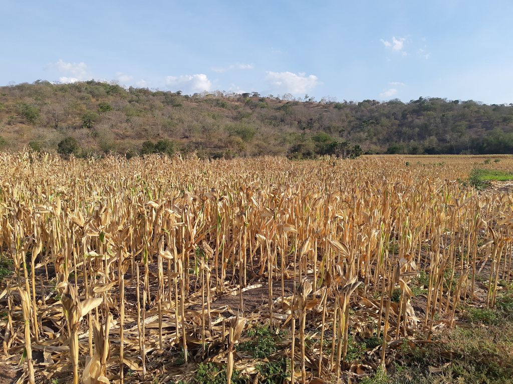 Tanaman jagung selesai panen di lokasi food estate, Desa Fatuketi, Kecamatan Kakuluk Mesak, Kabupaten Belu, Nusa Tenggara Timur, pada Minggu (18/9/2022). Presiden Joko Widodo melakukan tanam perdana di lahan itu pada Maret 2022 lalu.