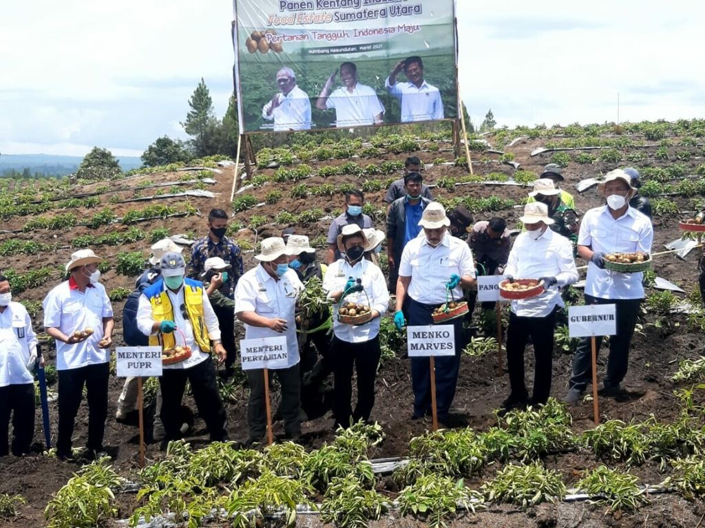 Panen kentang perdana dilaksanakan di lumbung pangan atau <i>food estate </i>nasional di Kabupaten Humbang Hasundutan, Sumatera Utara, Selasa (23/3/2021).