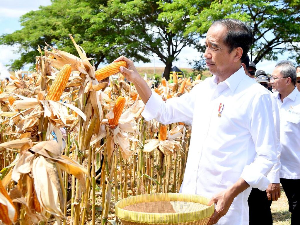 Presiden Joko Widodo ikut memanen jagung di Kelurahan Brang Biji, Kecamatan Sumbawa, Kabupaten Sumbawa, Nusa Tenggara Barat, Kamis (2/5/2024). Panen besar membuat ketersediaan melimpah dan harga jual jagung petani anjlok ke Rp 4.200 per kilogram.