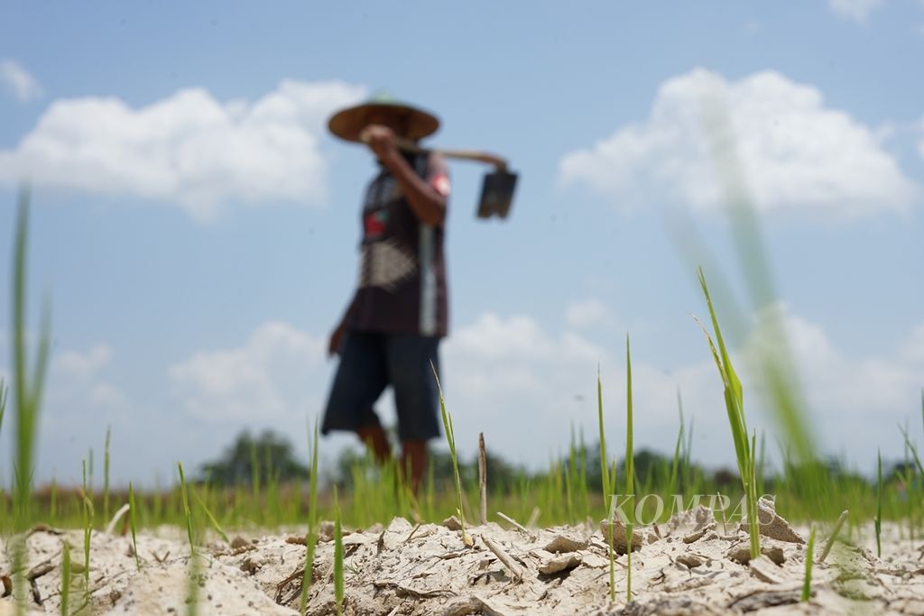 Tanaman padi petani terancam puso akibat kekeringan yang melanda ratusan hektar persawahan di wilayah Konawe Selatan, Sulawesi Tenggara, Rabu (11/9/2019).