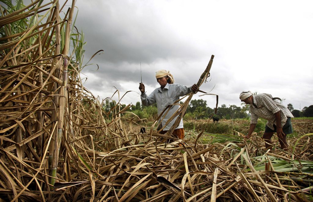 Foto yang diambil pada 6 Agustus 2022 ini memperlihatkan dua petani tengah memotong tanaman tebu di sebuah perkebunan tebu di Mandya, Bangalore, India. Dilaporkan, mulai Oktober 2023, Pemerintah India menghentikan ekspor gula untuk menjaga angka inflasi di dalam negeri serta terkait minimnya curah hujan pada masa tanam tahun ini. 