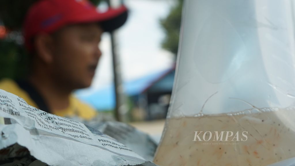 Satu kantong benih lobster yang berisikan 250 ekor benih lobster jenis pasir dan mutiara di Palembang, Sumatera Selatan, Jumat (29/4/2022). Benih lobster ini akan diselundupkan ke Vietnam dan Singapura melalui jalur laut.