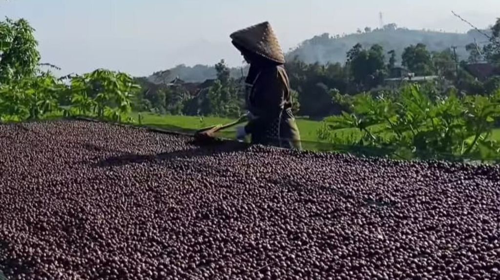 Proses pengeringan biji kopi arabika oleh salah satu anggota Kelompok Tani Wanoja di Kecamatan Ibun, Kabupaten Bandung, Jawa Barat, pada 17 Juli 2024. 