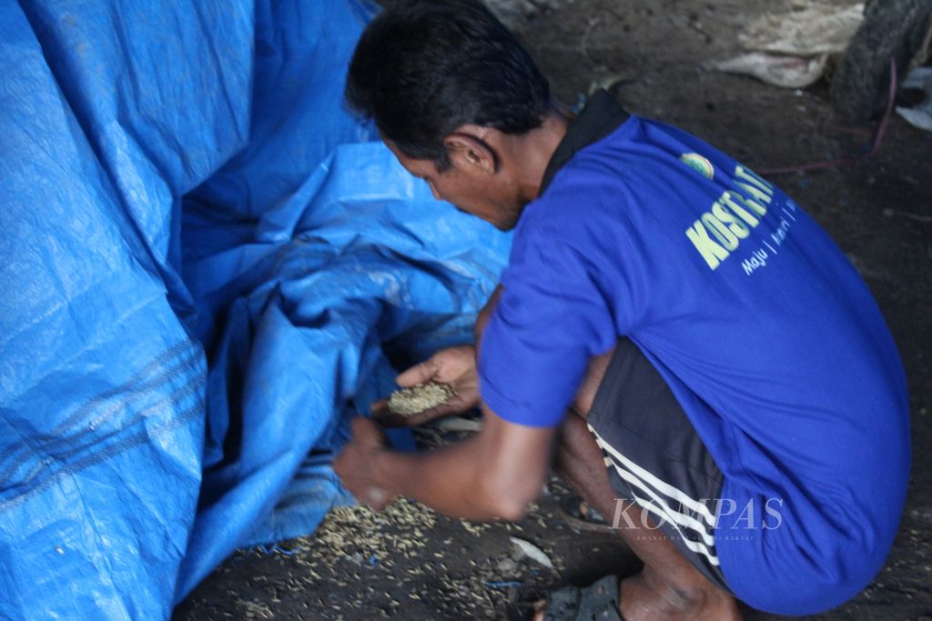 Herianto (48), petani asal Desa Belanti Siam, Kabupaten Pulang Pisau, Kalimantan Tengah, menunjukkan gabah pascapanen di rumahnya dengan hasil memuaskan tahun ini, Senin (8/4/2024). Harga gabah kering giling justru anjlok jelang Lebaran.