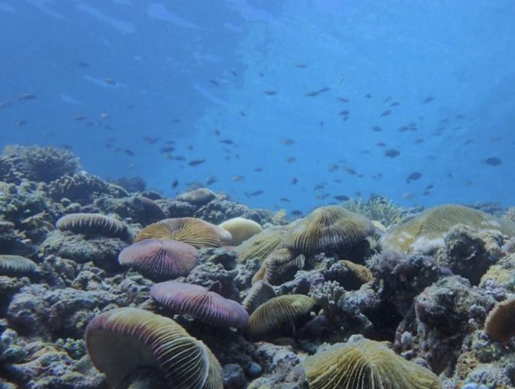 Foto terumbu karang yang perlahan pulih di sekitar Pulau Lanjukkang dan Langkai, Makassar, Sulawesi Selatan, pada September 2022.