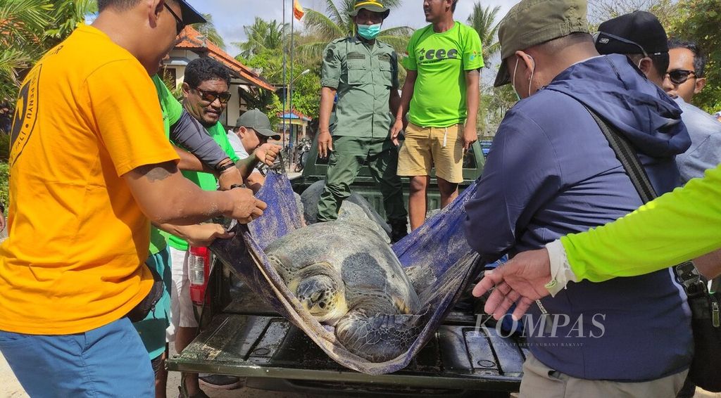 Gabungan petugas Balai KSDA Bali bersama anggota kelompok konservasi penyu di Bali dan kelompok nelayan kawasan Nusa Dua, Badung, Selasa (30/8/2022), bersama-sama mengangkat penyu hijau (<i>Chelonia mydas</i>), yang akan dilepasliarkan dari Pantai Mengiat, Nusa Dua, Badung.