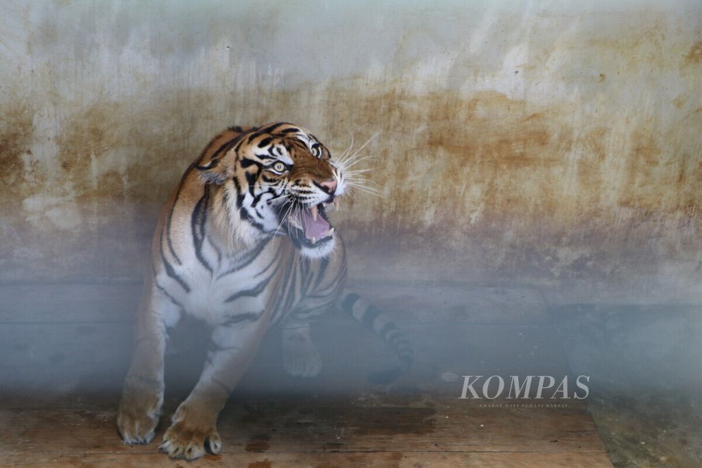Harimau sumatera bernama Monang mengaum keras di Barumun Nagari Wildlife Sanctuary (BNWS), Kabupaten Padang Lawas Utara, Sumatera Utara, Selasa (14/8/2018). Monang diselamatkan saat kakinya terjerat kawat pemburu di Kabupaten Simalungun.