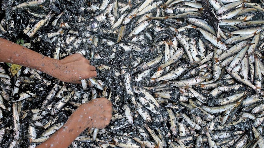 Warga Desa Haruku, Pulau Haruku, Maluku Tengah, Maluku, memanen ikan lompa (<i>Trssina baelama</i>) di muara sungai saat <i>sasi</i> (larangan adat) dicabut, Sabtu (29/9/2018). <i>Sasi</i> diberlakukan oleh adat untuk pemanfaatan sumber daya alam secara berkelanjutan.