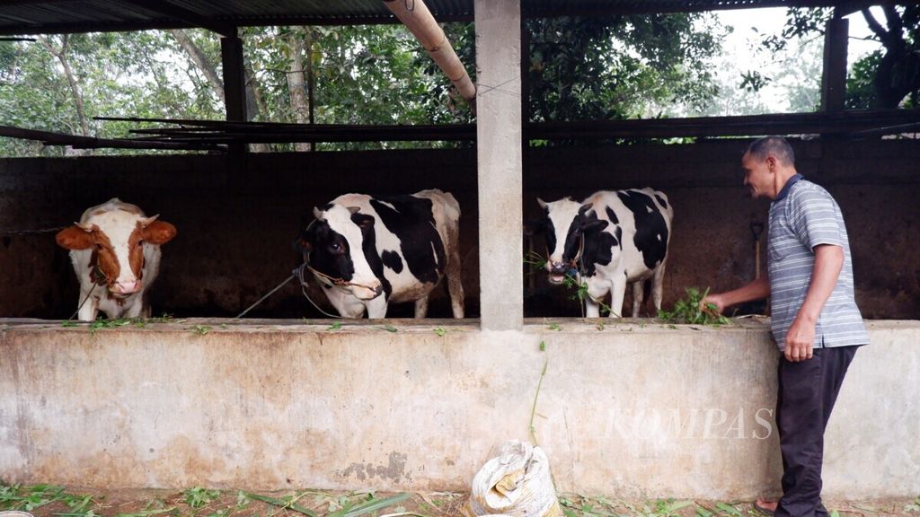 Ilustrasi.  Peternak memberi makan sapi yang diternaknya di Kelurahan Winong, Kecamatan Boyolali, Kabupaten Boyolali, Jawa Tengah, Sabtu (23/1/2021). 