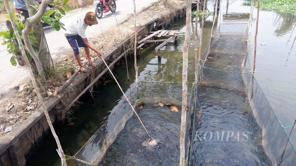 Seorang pembudidaya ikan memberi pakan jeroan ikan kepada lele di keramba jaring tancap di aliran Tatah Belayung, Kelurahan Pemurus Dalam, Banjarmasin Selatan, Kota Banjarmasin, Kalimantan Selatan, Rabu (11/10/2023). 