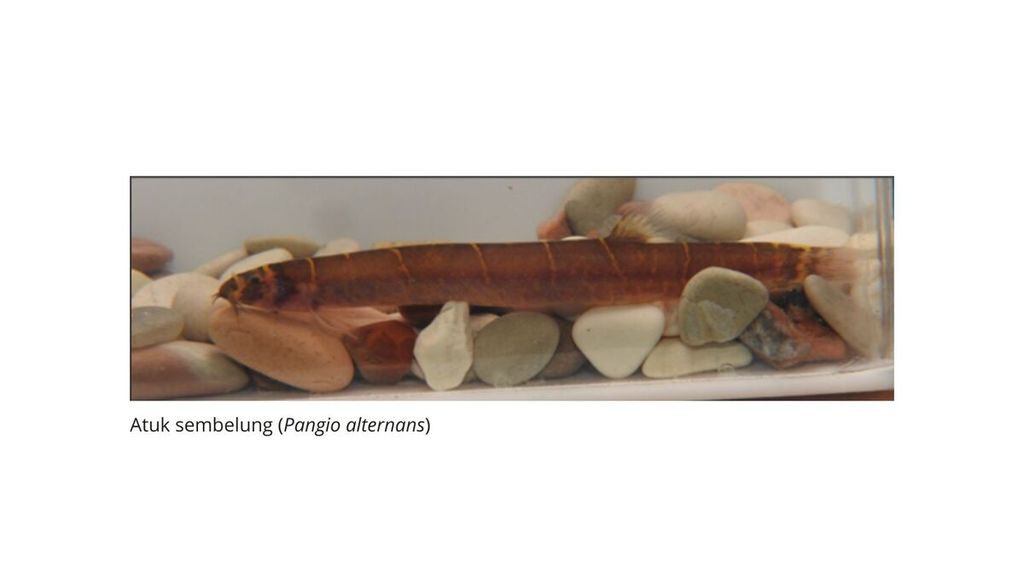 Atuk sembelung (<i>Pangio alternans</i>) is a fish endemic to Kalimantan which has endangered status (Endangered – EN) in the Kelay River, Berau Regency, East Kalimantan.