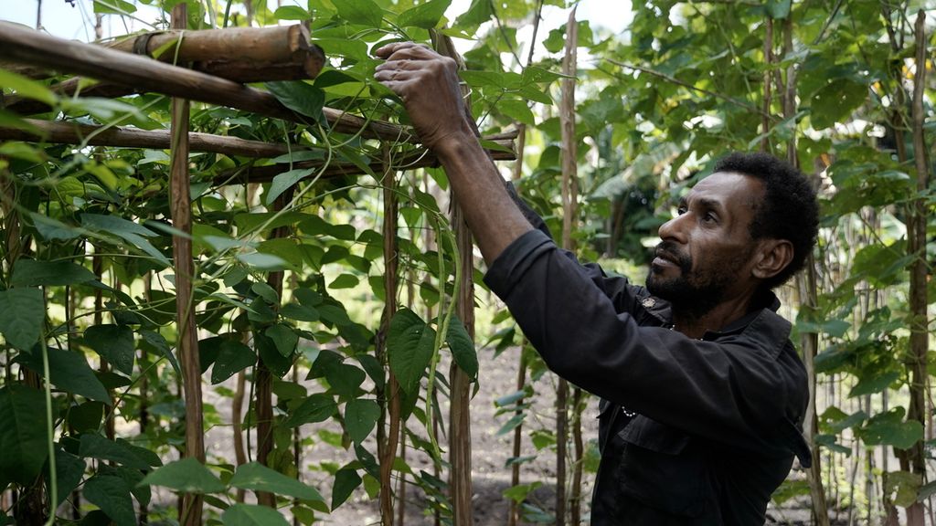 Laorensius Wadam Gebze merawat sayuran kacang panjang di Kampung Zanegi, Distrik Animha, Kabupaten Merauke, Papua Selatan, Kamis (10/11/2022). 