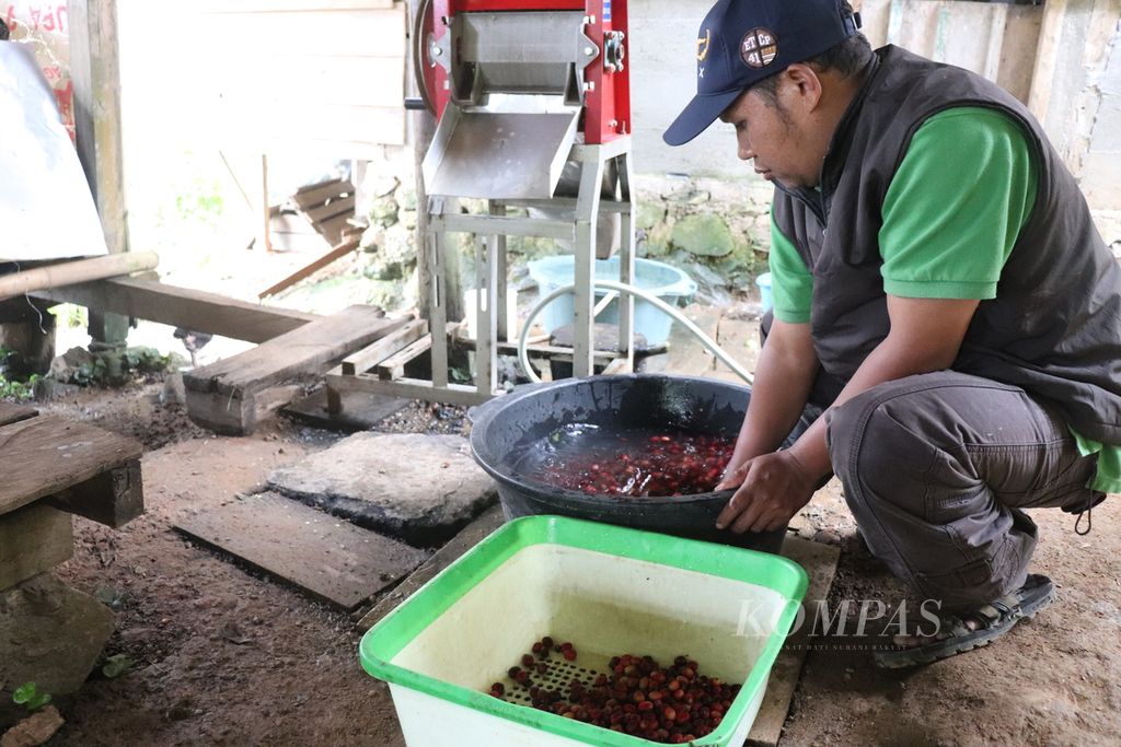 Jasmon, anggota Koperasi Petani Ongu Nipomaya, memisahkan biji kopi dengan metode perendaman di Desa Dombu, Kecamatan Marawola Barat, Kabupaten Sigi, Sulteng, Rabu (13/7/2022).