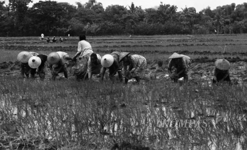 Para petani di Bojonegoro, Jawa Timur, sedang menanami sawahnya, awal Januari 1986. Namun, sebagian besar petani Jawa Timur terlambat menerima Kredit Usaha Tani (KUT) yang disalurkan melalui Koperasi Unit Desa (KUD) sebagai ganti kredit pola Bimas yang dihapus sejak 31 Oktober 1984. Akibatnya banyak petani terjerat rentenir yang memberi pinjaman pupuk dengan pengembalian berupa gabah setelah panen.