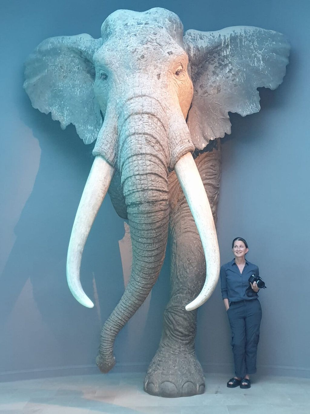 Arkeolog Sabine Gaudzinski-Windheuser (tinggi 160 sentimeter) di samping rekonstruksi gajah jantan dewasa (<i>P antiquus</i>) kuno di Landesmuseum für Vorgeschichte, Halle, Jerman. 