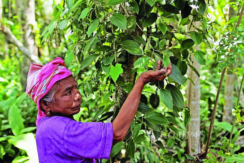 Nenek Rohani menunjukkan pohon lada di Desa Ie Suom, Kecamatan Mesjid Raya, Aceh Besar, Aceh, Sabtu (9/2). Buah lada digunakan sebagai rempah untuk memasak.