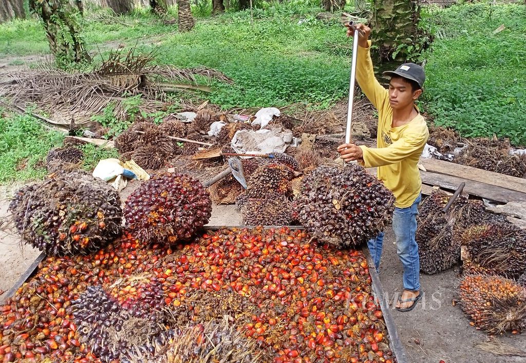 Pengepul sawit mengumpulkan hasil panen di wilayah Maro Sebo, Kabupaten Muaro Jambi, Kamis (23/6/2022).