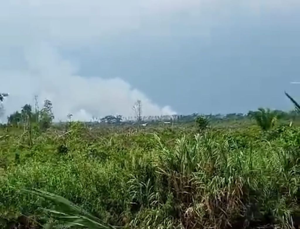 Foto tangkapan layar kebakaran lahan gambut di Nagari Pondok Parian, Kecamatan Lunang, Pesisir Selatan, Sumatera Barat, Selasa (5/9/2023). 