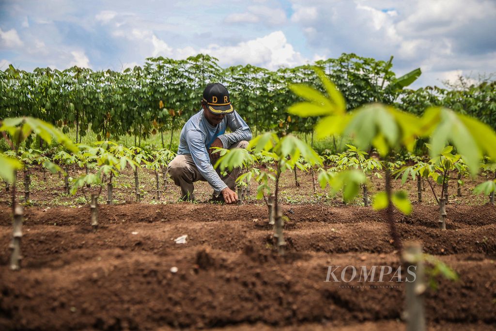 Mukhlis (50) membersihkan gulma di sekitar tanaman singkong berumur satu bulan miliknya di Neglasari, Bogor, Jawa Barat, Minggu (1/11/2020). Mukhlis dan rata-rata petani di kawasan ini memanfaatkan lahan milik pengembang perumahan yang belum dibangun untuk ditanami singkong.