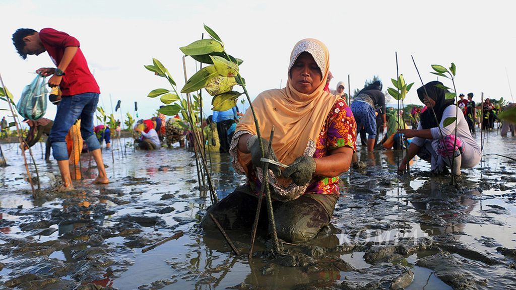 Warga Desa Alue Naga, Syiah Kuala, Banda Aceh, Aceh, Senin (10/7/2017), menanam mangrove di sepanjang pantai di desa mereka. Puluhan ribu hektar hutan mangrove di sepanjang pantai di Aceh rusak saat tsunami melanda pada 2004. Warga Alue Naga mulai menanam kembali mangrove selain untuk benteng alam, juga sebagai rumah tiram.